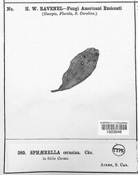 Sphaerella cerasina image